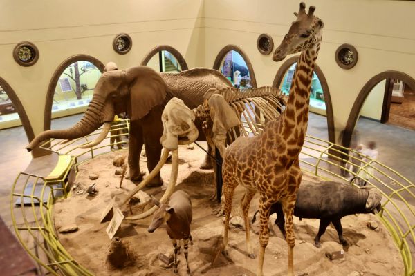 Wildlife Exhibits