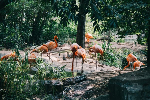 Animal Encounters