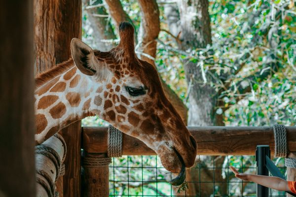 Feeding Experiences