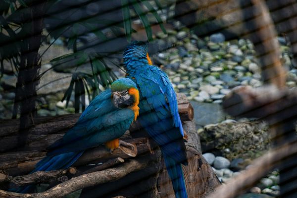 Bird Aviary