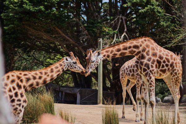AstroZoo Career and Wildlife Team