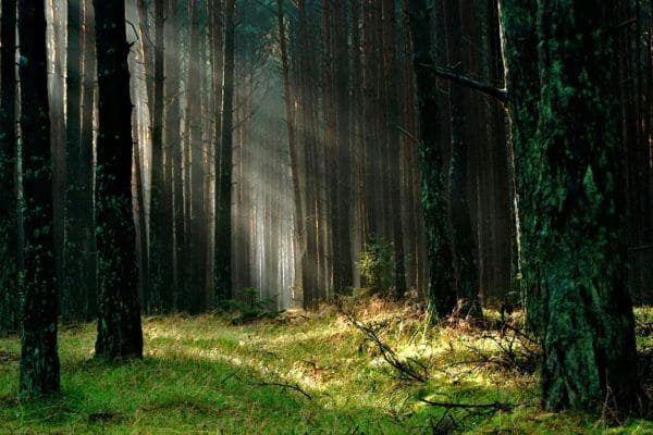Forest Revival